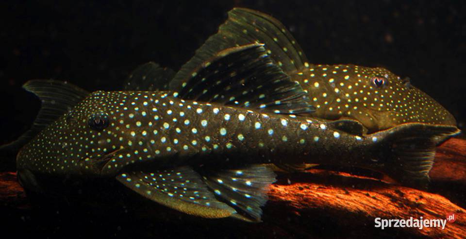 Glonojad L128 Hemiancistrus ODŁÓW WF WYSYŁKA