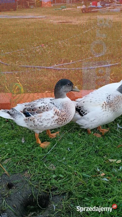 Call duck z wiosny 2026 Komarówka Podlaska