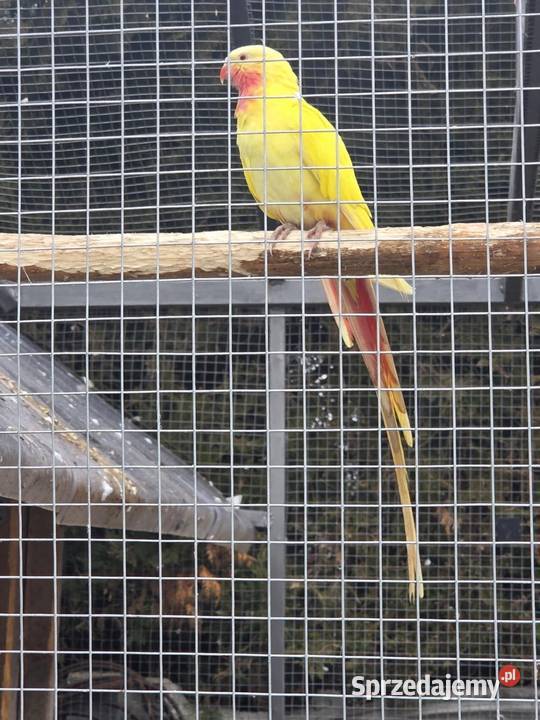 Księżniczka walli samiec Pększyn sprzedam