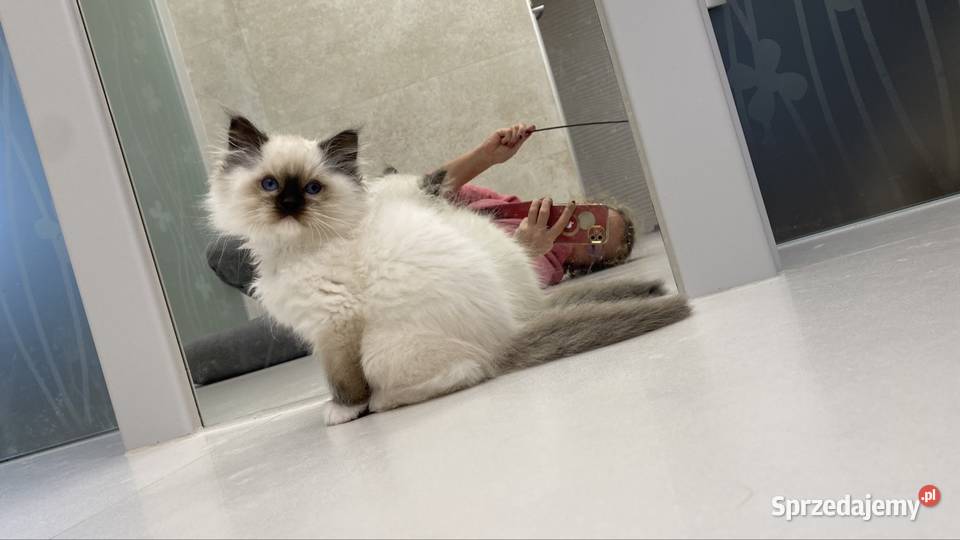 Kocurek ragdoll prawdziwy międzynarodowy rodowód