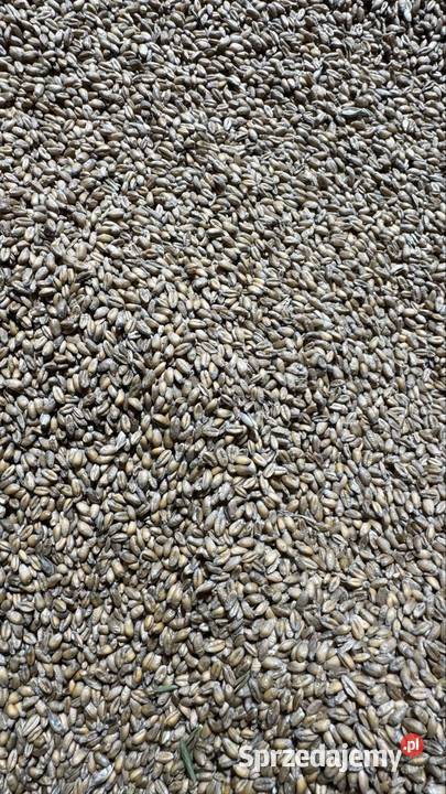 Pszenica fox tego roczna śląskie Pietrzykowice