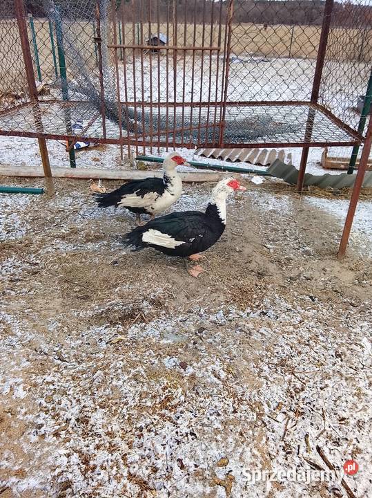 Kaczory waga 4 żywe bądź tuszki Drób i ptactwo Brzeźno