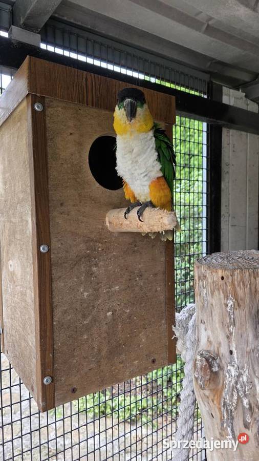 Amazonka Barwinka para lęgowa Ornontowice