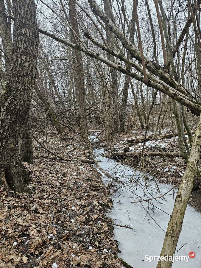 Działki budowlane i rolne Dolina Baryczy dolnośląskie Łazy Wielkie