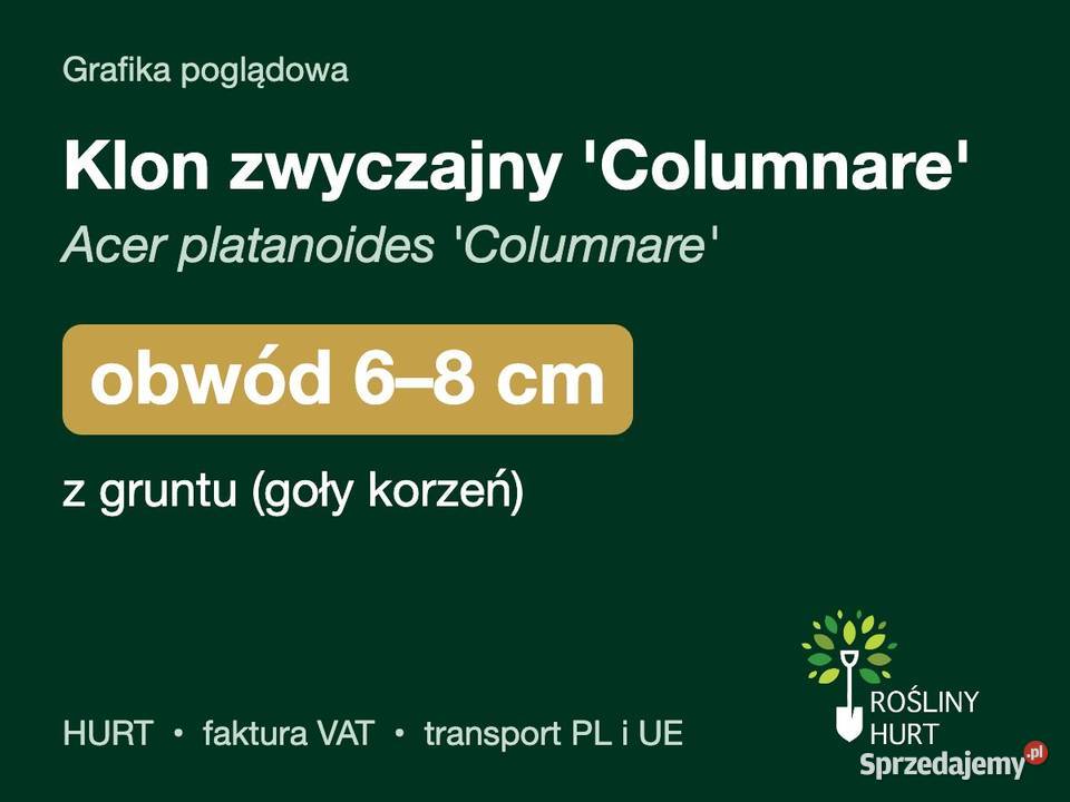 Klon zwyczajny Columnare obwód 68 z gruntu HURT