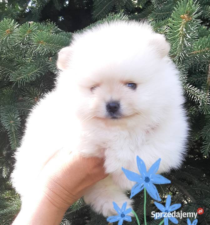 Szpic miniaturowy pomeranian rewelacyjny piesek sprzedam