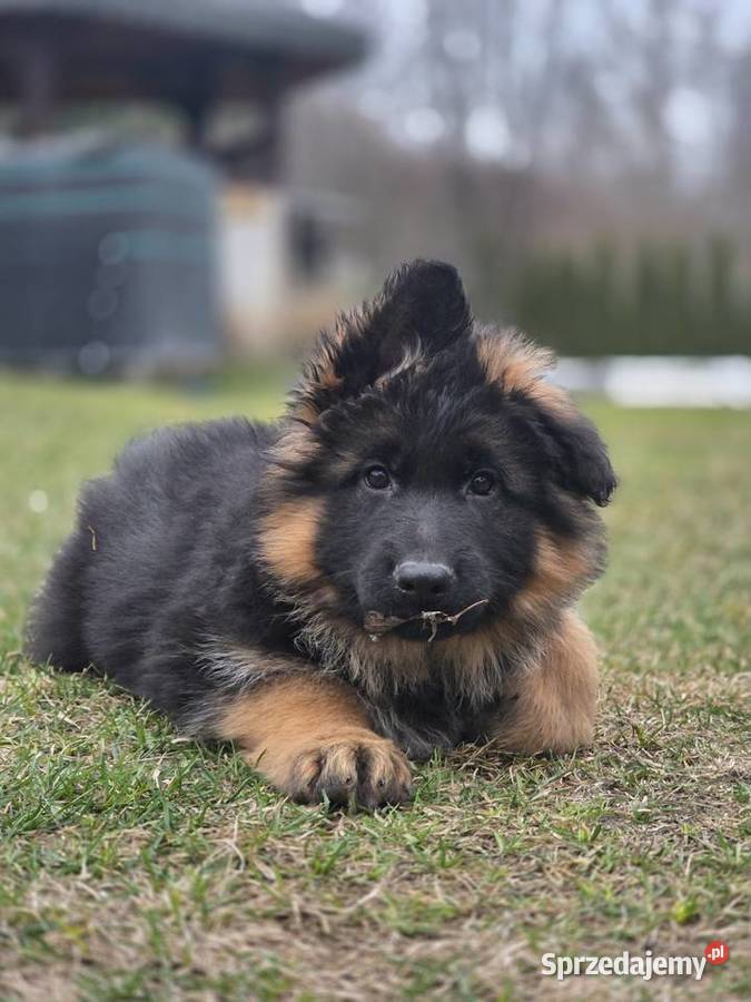 Owczarek niemiecki szczenieta FCI