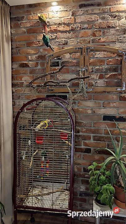 Sprzedam rudosterki z klatką i pełnym Zwierzęta śląskie sprzedam