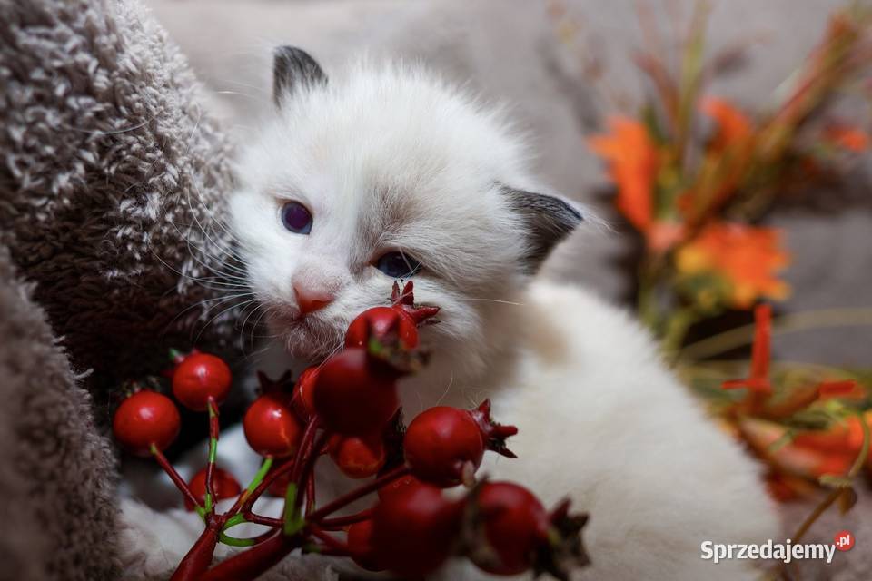 Ragdoll dwa kocurki bicolor Ragdoll Piorunówek