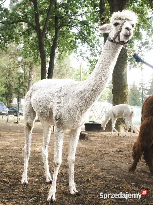 Sprzedam piękną alpakę samiec alpaki Zwierzęta Warszawa