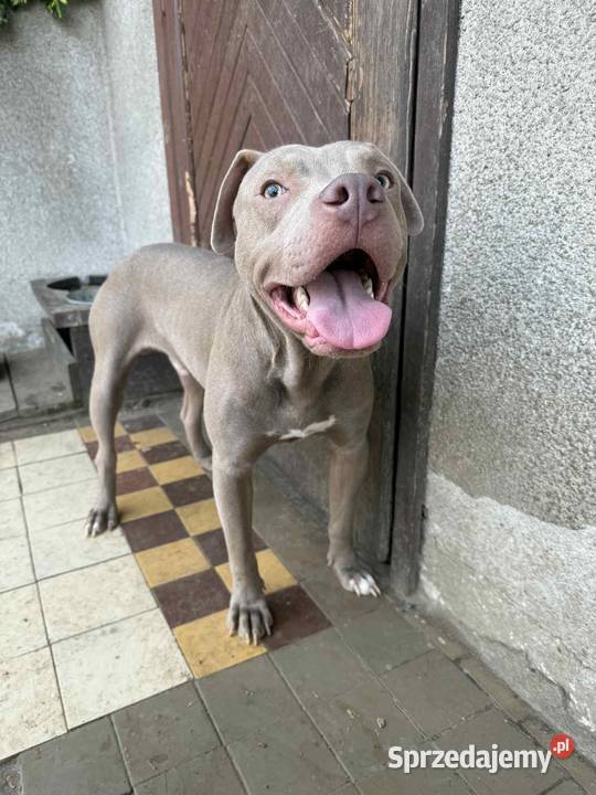American Pit bull silverfavn Sieradz sprzedam