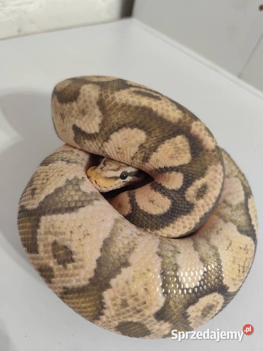 Pytony Królewskie dorosła para mazowieckie Pruszków sprzedam