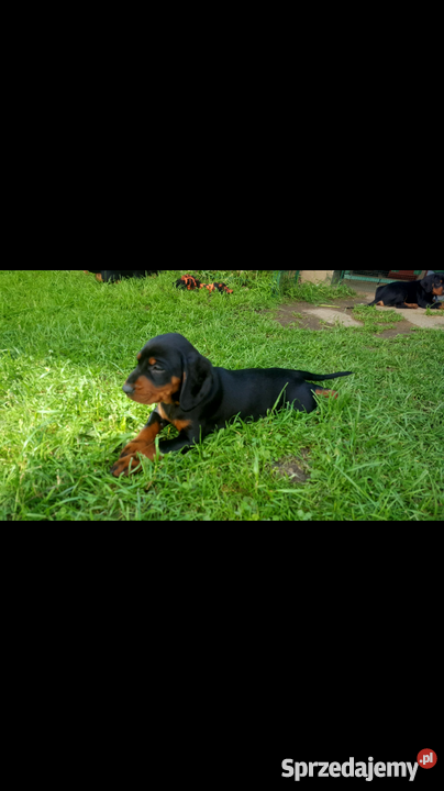 Gończy Słowacki Kopov Puławy