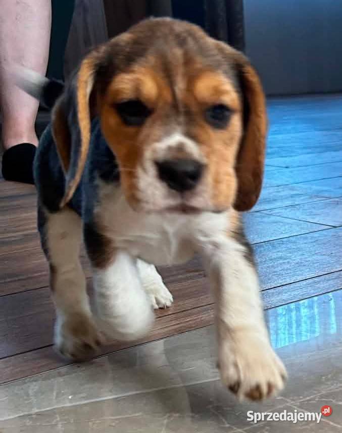 Szczeniaki Beagle tricolor ZKwP Konopiska sprzedam