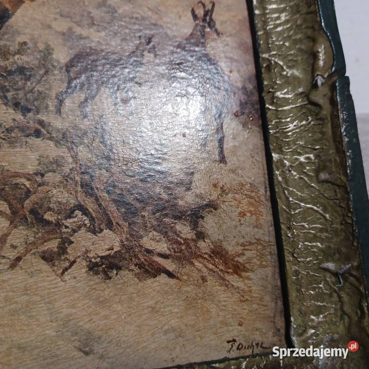 Kozice w wysokich górach Wrocław