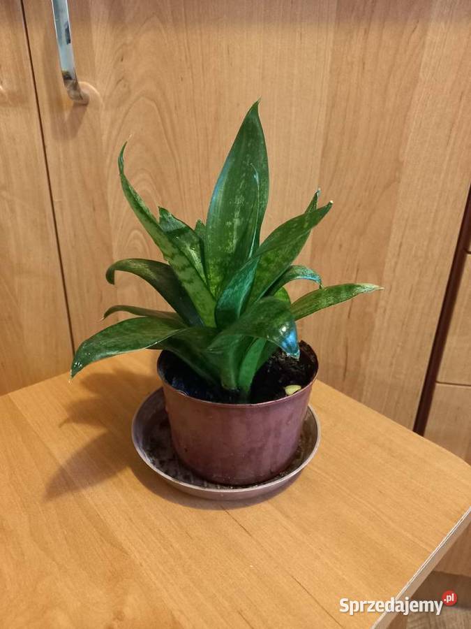 Kwiaty Sansewiera niska krzewiasta oczyszczacz Puławy