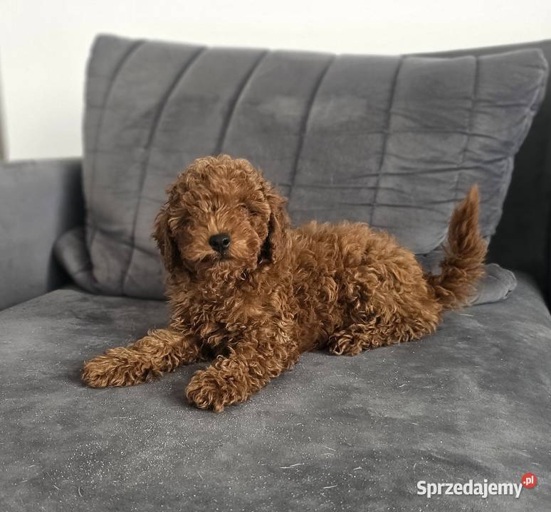 Piesek toy red brown Zbrudzewo