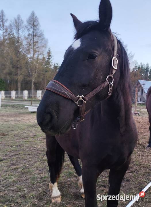 2 LETNI WAŁACH SP ŚLĄZAKU warmińsko-mazurskie Olsztyn