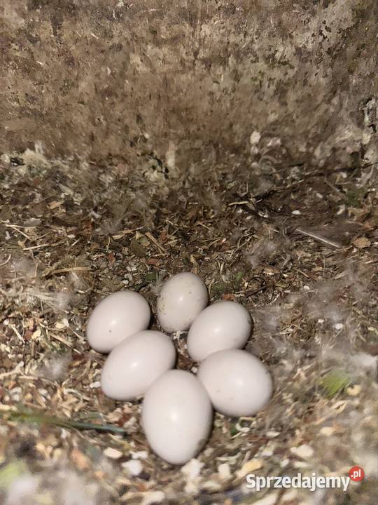 Mnich nizinny do ręcznego karmienia Zasań