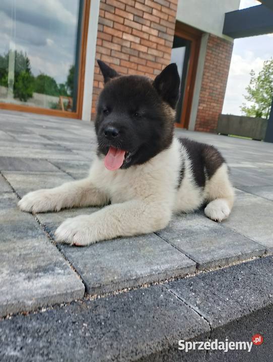 Szczeniaki Akita Amerykańska Śmigiel