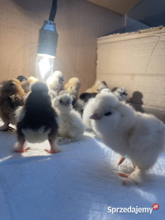 Pisklęta Kury Koguty Silki jedwabiste Mottled sprzedam