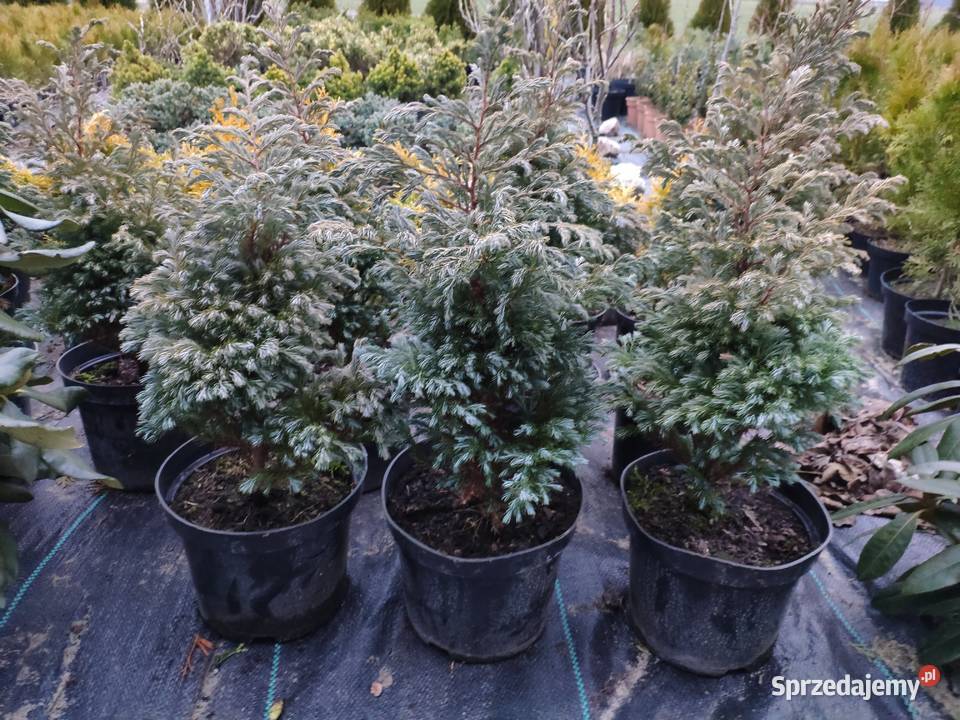 Cyprysik BOULEVARD wielkopolskie Pogorzela sprzedam