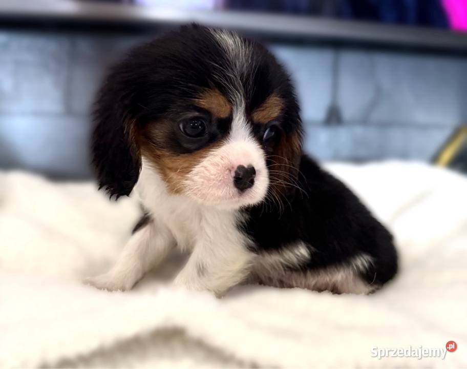 Piesek BERNIE Cavalier King Charles Spaniel małopolskie Limanowa sprzedam