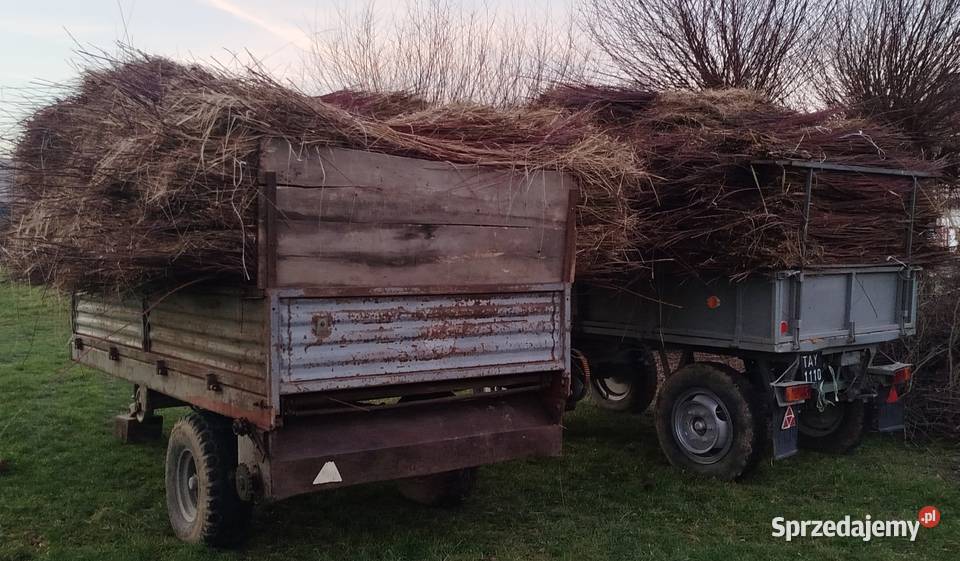 Wiklina zielona świeżo skoszona Pilzno