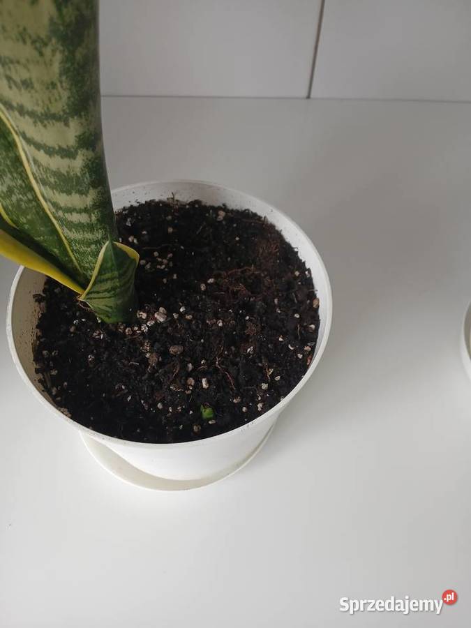 Sansewieria Futura Superba Sansevieria 57