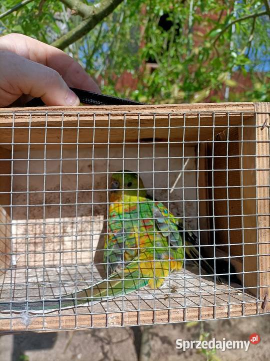 Świergotka seledynowa kujawsko-pomorskie