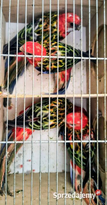 Papugi różne Jaworowa