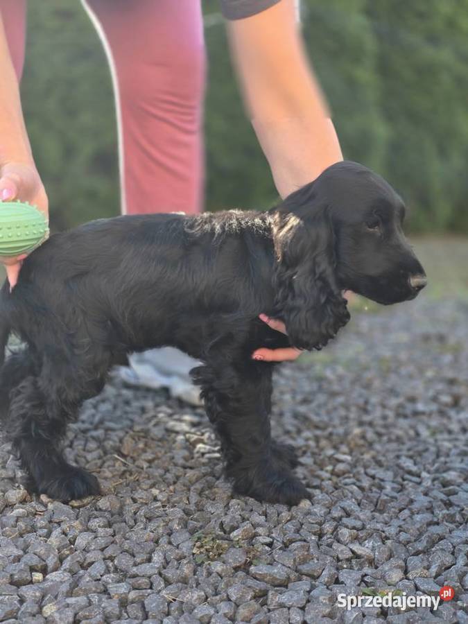 Cocker Spaniel czarne
