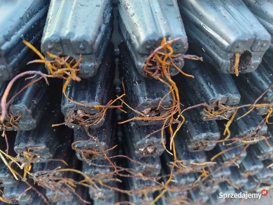 Laurowiśnia caucasica i novita Puławy