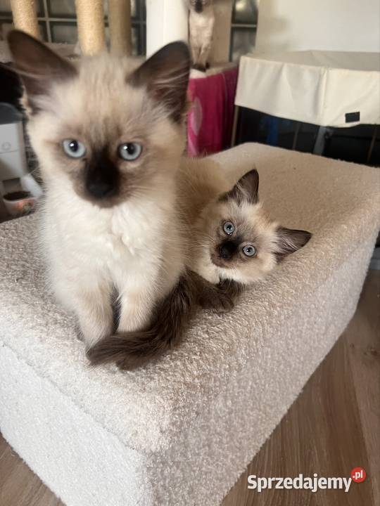 Kotek Syjamski kujawsko-pomorskie Toruń sprzedam