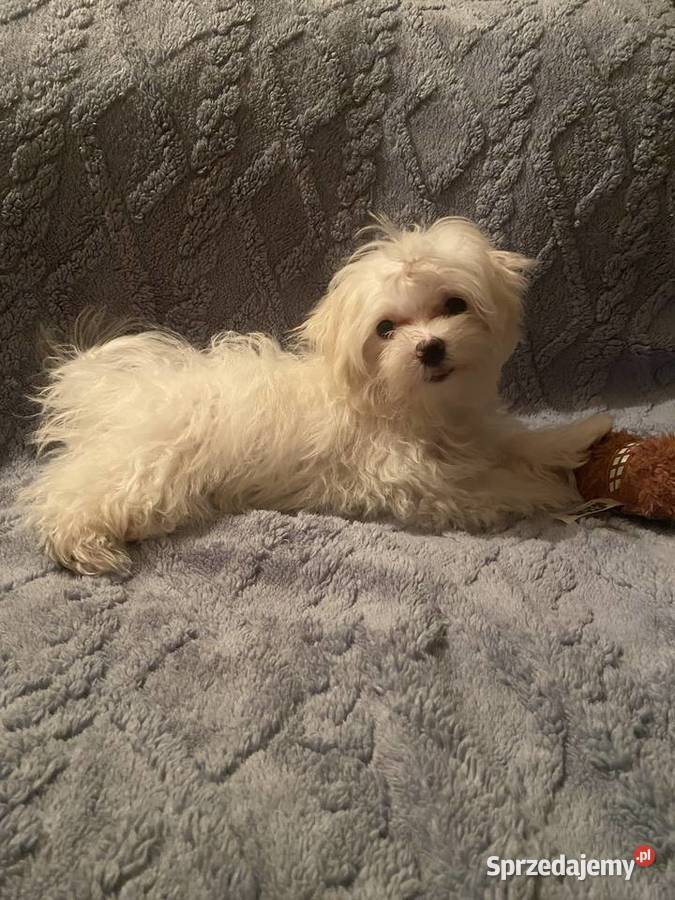 suczka i piesek maltańczyk Cyców