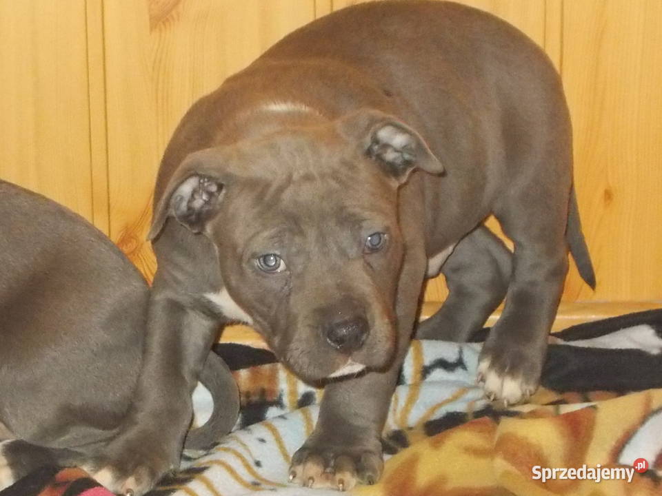 Mocne Amstaffy Błękitne