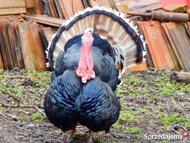 INDORY MŁODE Słomniki sprzedam