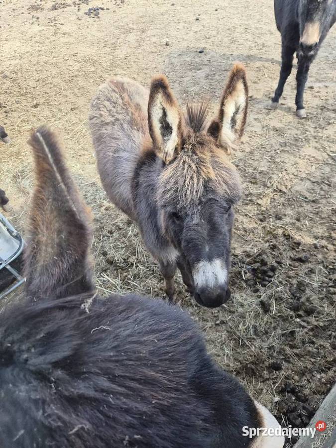 Sprzedam osła lubelskie Paskudy