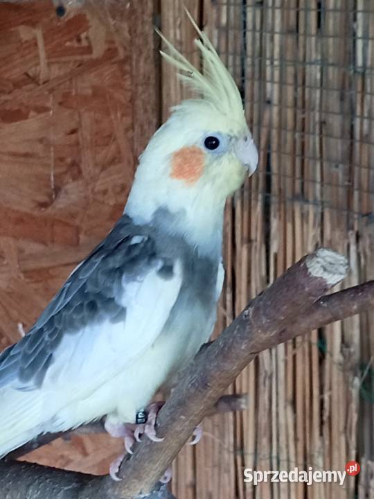 Sprzedam papugi nimfy Ptaki Mechlin