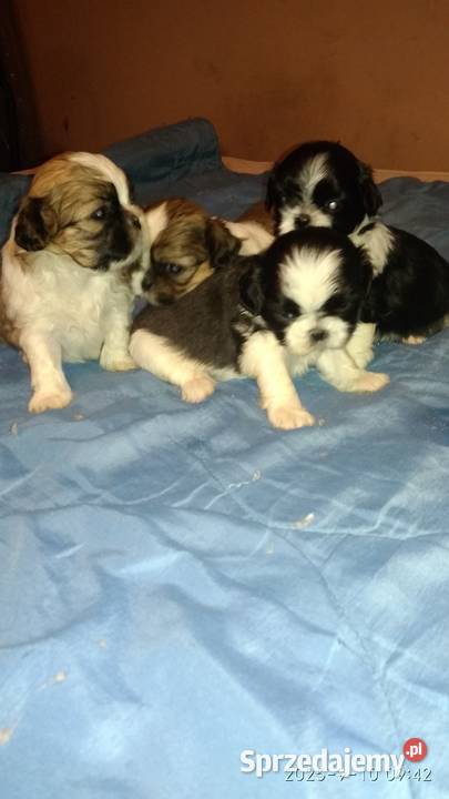 Shihtzu 2 chłopcow 2 dziewczynki Unisław