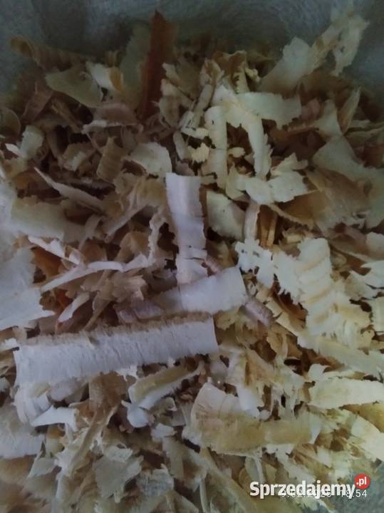 Trociny grube wióry Kcynia