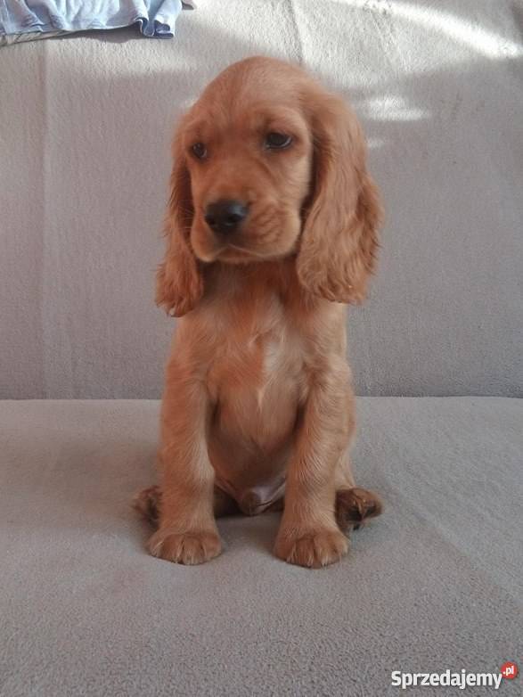 COCKER SPANIEL