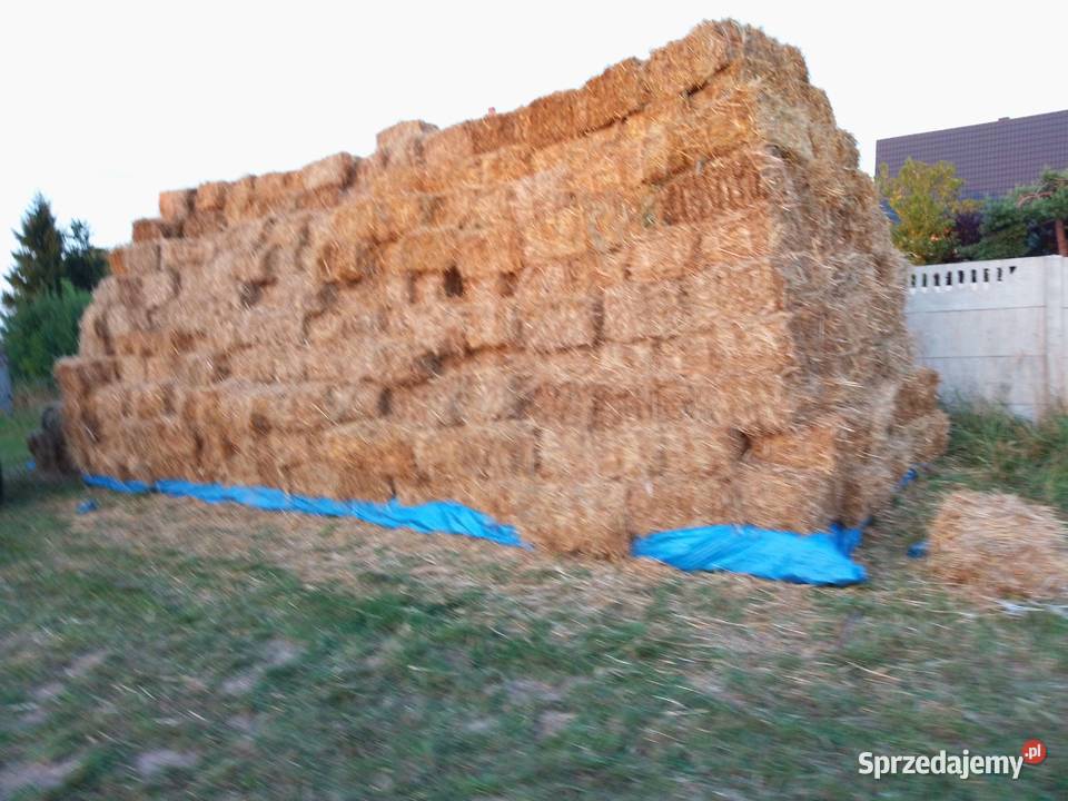 SłomaCiuki kostka duża ilość 3000 sprzedam