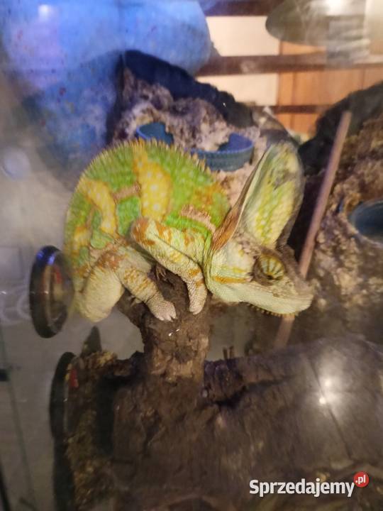 Kameleon jemeński samiec Kotórz Mały