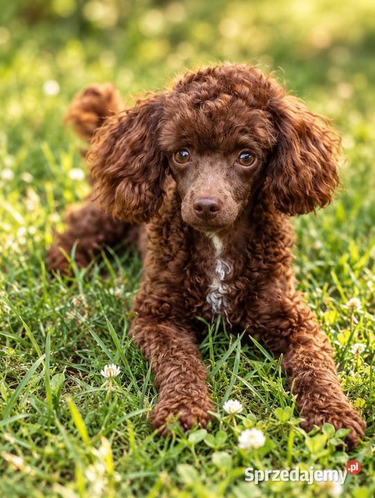Cockapoo ostatni szczeniak piesek Jogi Krapkowice