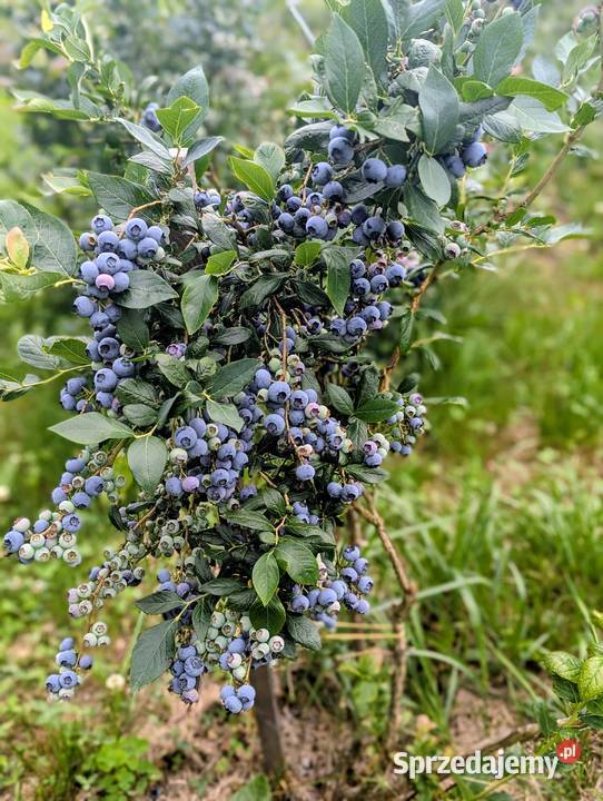 Borówka amerykańska prosto z krzaka Owoce Golcowa