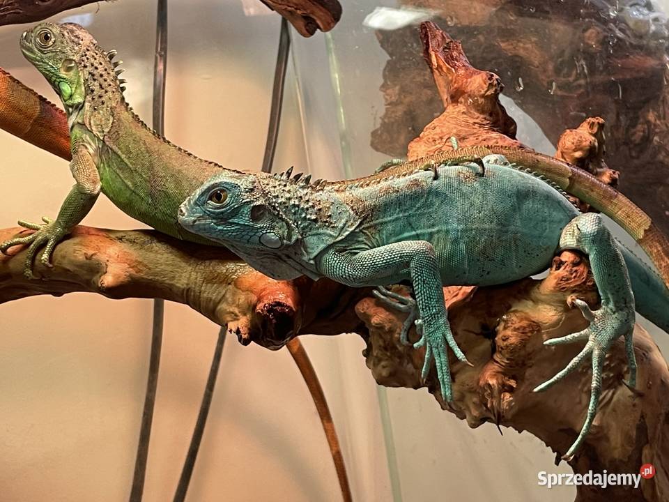 legwan zielony Iguana iguana Gliwice