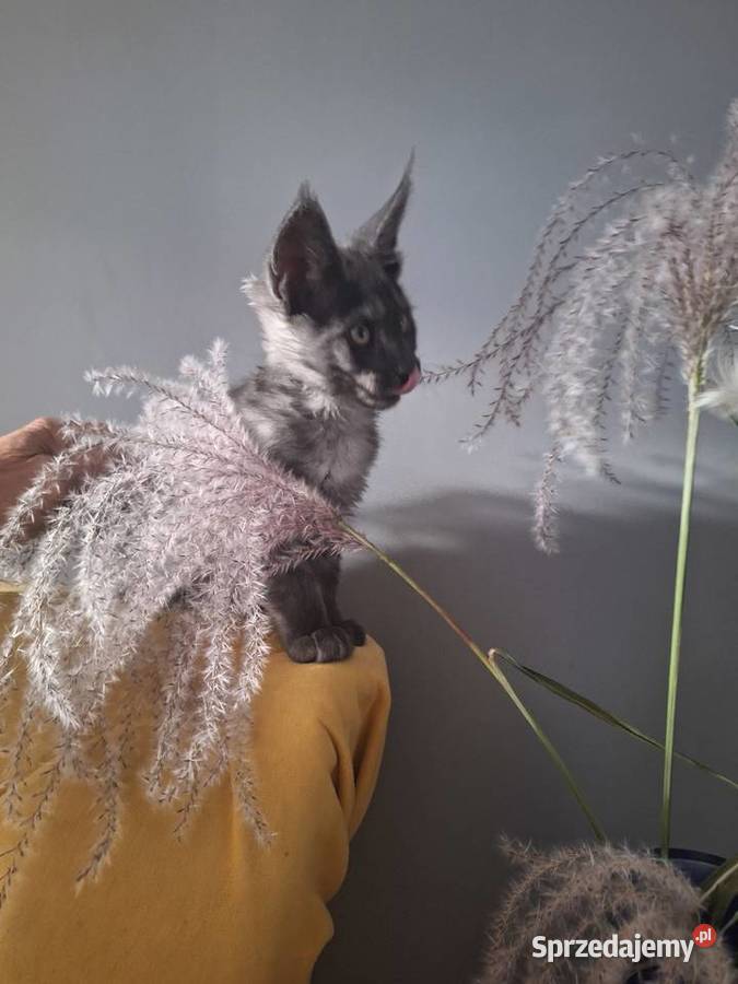 Czarny srebrny Maine coon Żurawia