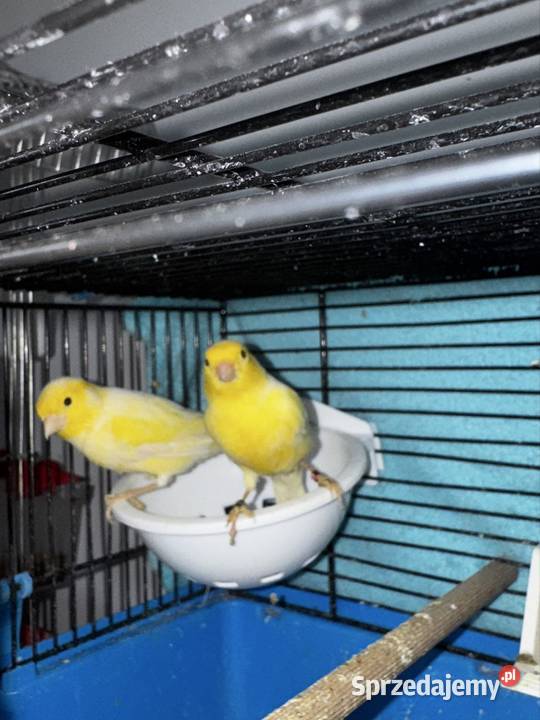 Kanarki Żółte Skała