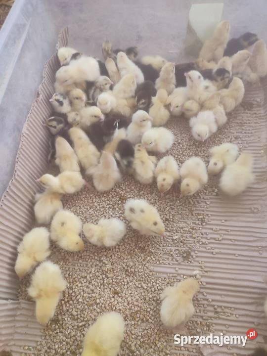 Pisklaki nioski przepiórek